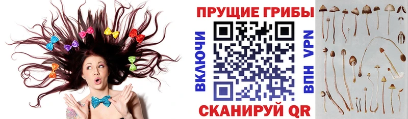 Псилоцибиновые грибы GOLDEN TEACHER  Северск 